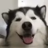 Эмодзи dogs add #dog #собаки для Telegram — скачать