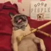 🥰 Эмодзи «dogs add #dog #собаки» для Telegram