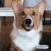 ❤️ Эмодзи «dogs add #dog #собаки» для Telegram