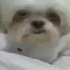 😐 Эмодзи «dogs add #dog #собаки» для Telegram