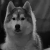 🥽 Эмодзи «dogs add #dog #собаки» для Telegram