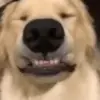 😄 Эмодзи «dogs add #dog #собаки» для Telegram