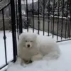 ❄️ Эмодзи «dogs add #dog #собаки» для Telegram