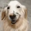 🦋 Эмодзи «dogs add #dog #собаки» для Telegram
