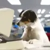💻 Эмодзи «dogs add #dog #собаки» для Telegram