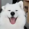 😛 Эмодзи «dogs add #dog #собаки» для Telegram