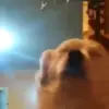 😉 Эмодзи «dogs add #dog #собаки» для Telegram