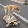 🐢 Эмодзи «dogs add #dog #собаки» для Telegram