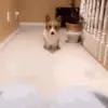 🥺 Эмодзи «dogs add #dog #собаки» для Telegram