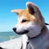😗 Эмодзи «dogs add #dog #собаки» для Telegram