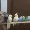 🦜 Эмодзи «dogs add #dog #собаки» для Telegram