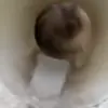 👿 Эмодзи «dogs add #dog #собаки» для Telegram
