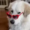 👓 Эмодзи «dogs add #dog #собаки» для Telegram