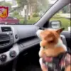 🤕 Эмодзи «dogs add #dog #собаки» для Telegram