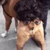🥸 Эмодзи «dogs add #dog #собаки» для Telegram