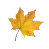 🍁 Эмодзи «read and sublimate» для Telegram