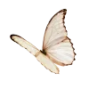 🦋 Эмодзи «read and sublimate» для Telegram