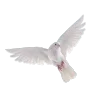 🕊 Эмодзи «read and sublimate» для Telegram