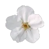 🌼 Эмодзи «read and sublimate» для Telegram
