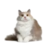 🐱 Эмодзи «read and sublimate» для Telegram