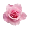 🌸 Эмодзи «read and sublimate» для Telegram