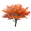 🌲 Эмодзи «read and sublimate» для Telegram