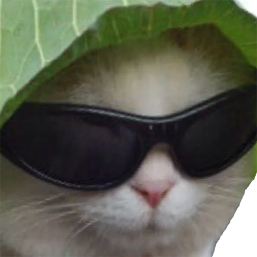 😎 Стикер «Эти ебучие коты» для Telegram