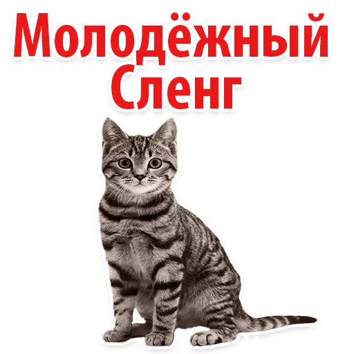 Стикерпак Молодёжный сленг для Telegram — скачать