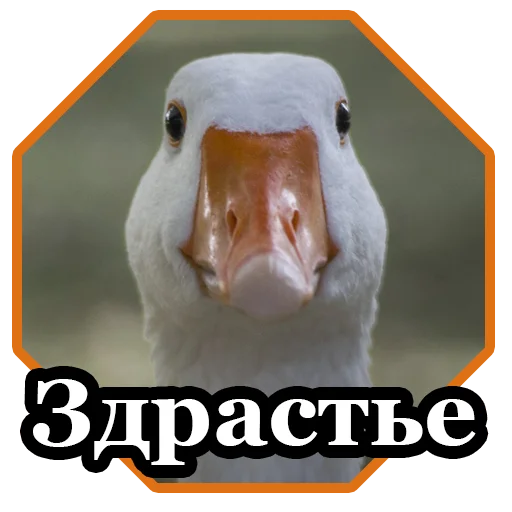 👋 Стикер «BultStick» для Telegram