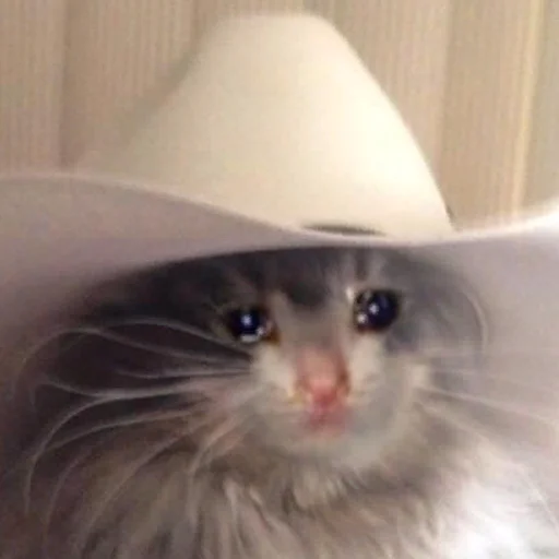 Стикерпак The crying cats для Telegram — скачать