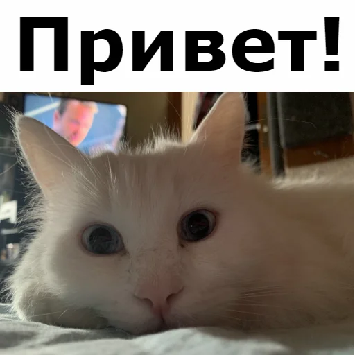 Стикерпак Кот Красавчик для Telegram — скачать