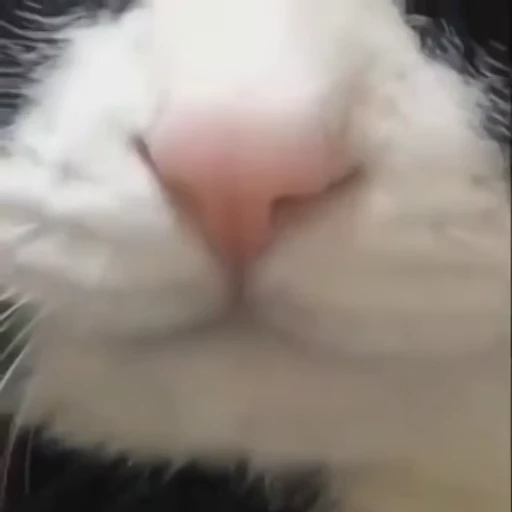 ❤️ Стикер «dies on Cats» для Telegram