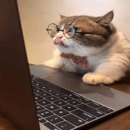 ❤️ Стикер «dies on Cats» для Telegram