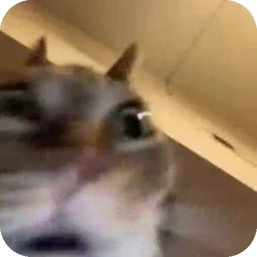 ❤ Стикер «dies on Cats» для Telegram