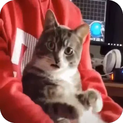 ❤ Стикер «dies on Cats» для Telegram