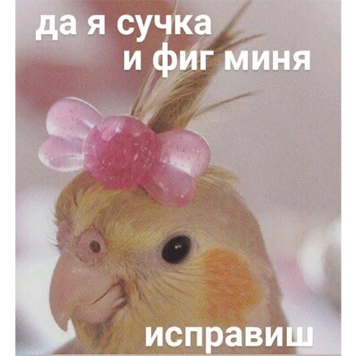 😉 Стикер «Это конец» для Telegram