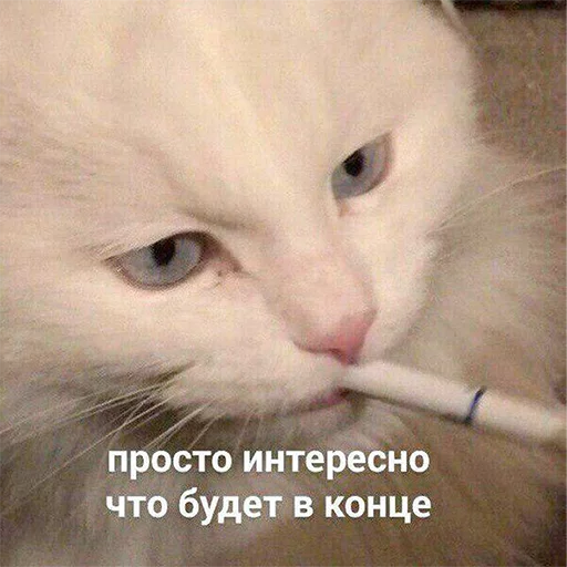 🤔 Стикер «Это конец» для Telegram