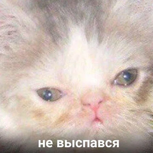 😒 Стикер «Это конец» для Telegram