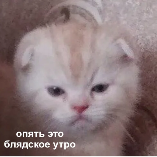 😠 Стикер «Это конец» для Telegram