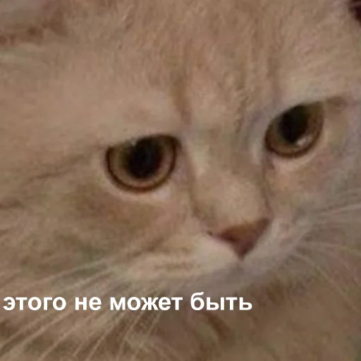 😐 Стикер «Это конец» для Telegram