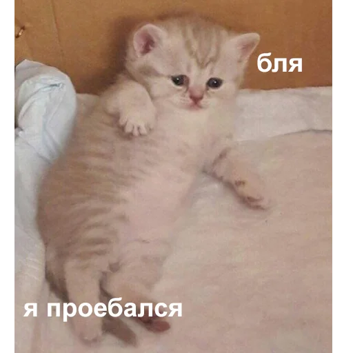 ☹️ Стикер «Это конец» для Telegram