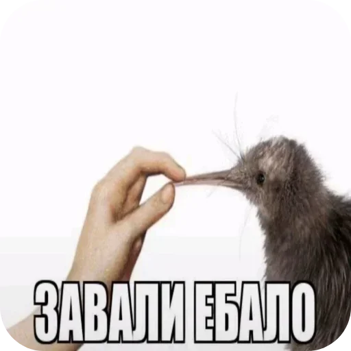 ✋ Стикер «Не нажимай =>» для Telegram
