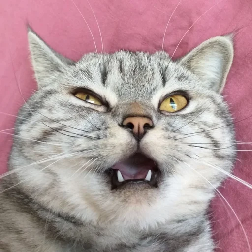 🤬 Стикер «Тифаня» для Telegram