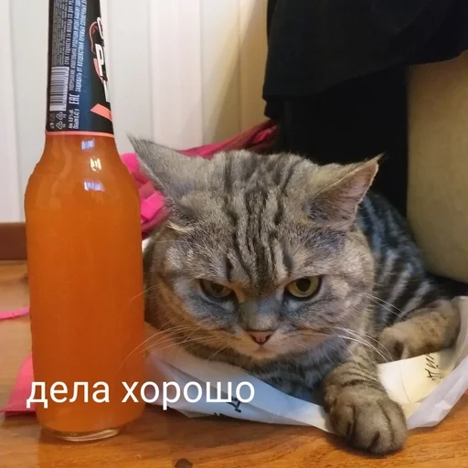 🍺 Стикер «Тифаня» для Telegram