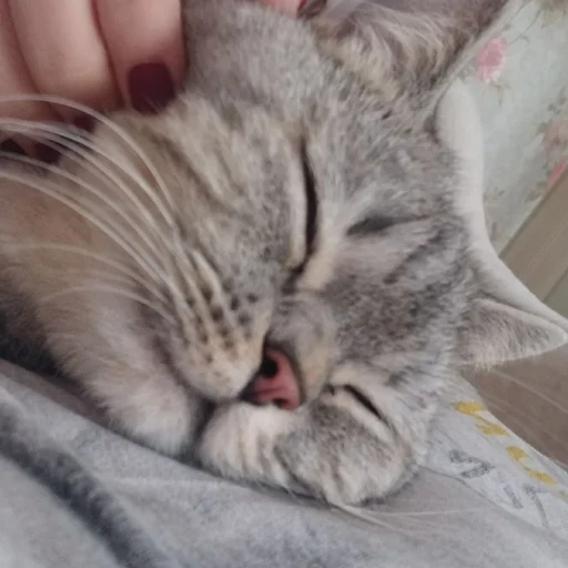 😴 Стикер «Тифаня» для Telegram