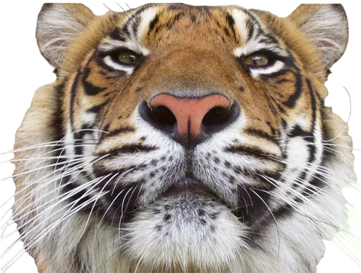 💋 Стикер «Tiger Male» для Telegram