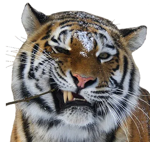 😜 Стикер «Tiger Male» для Telegram