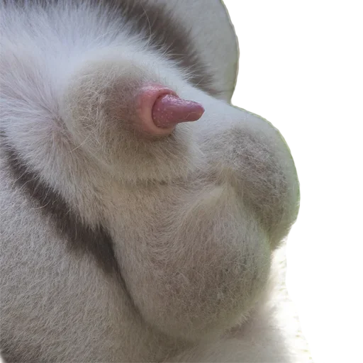 🥕 Стикер «Tiger Male» для Telegram
