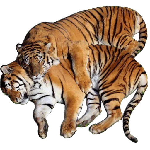 ❤ Стикер «Tiger Male» для Telegram