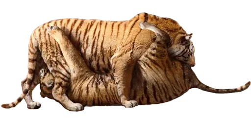 👅 Стикер «Tiger Male» для Telegram